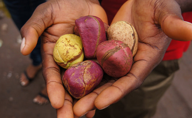 noix de kola